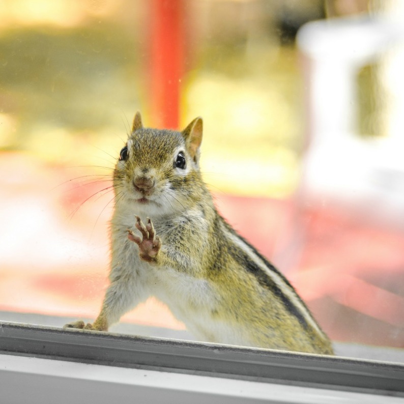 Squirrels Chewing Through Window Screens ThriftyFun