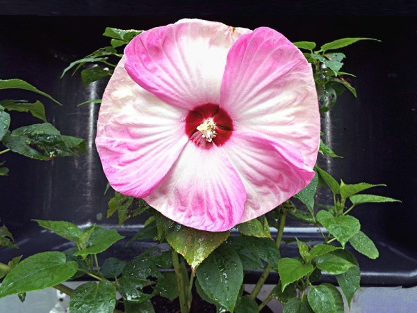 Photograph Your Garden In Early Light - hibiscus Pink Luna Swirl