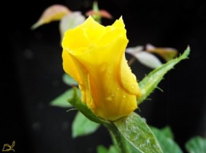 Photograph Your Garden In Early Light - yellow New Day rose bud