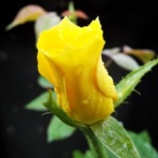 Photograph Your Garden In Early Light - yellow New Day rose bud