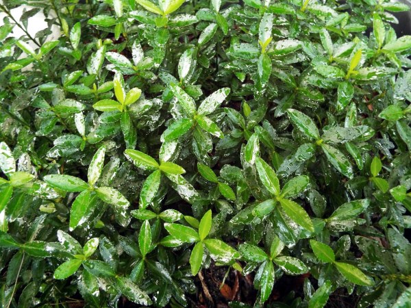 Photograph Your Garden In Early Light - Euonymus fortunei  with solid color leaves