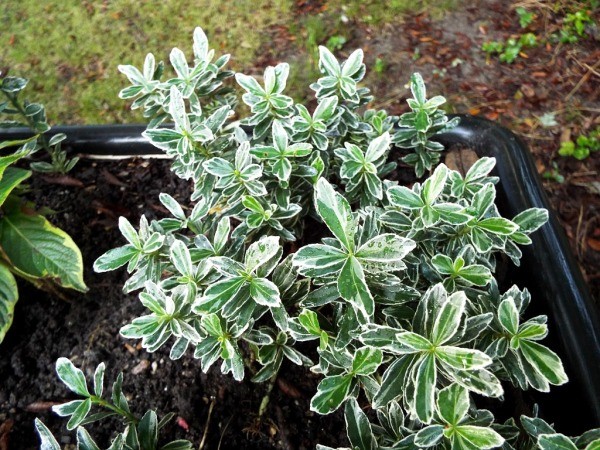 Photograph Your Garden In Early Light - Euonymus fortunei  with varigated leaves