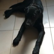 Surviving the Parvo Virus - black dog on white tile floor