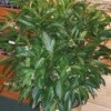 What Is This Houseplant? - shrubby looking houseplant
