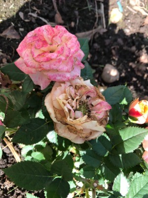 Deadhead Roses for Better Blooms - pink rose and withered bloom