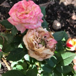 Deadhead Roses for Better Blooms - pink rose and withered bloom