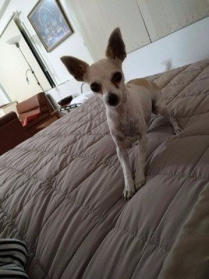 What Breed Is My Dog? - Chihuahua looking dg on bed