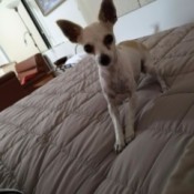 What Breed Is My Dog? - Chihuahua looking dg on bed
