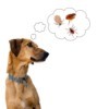A dog with a thinking bubble containing fleas and ticks.
