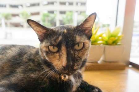 Photo of an older cat.