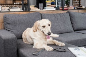 A dog sitting on a couch.