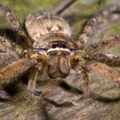 A wolf spider photographed from the front.