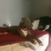 Is My Dog a Full Blooded Pit? - dog in profile on bed