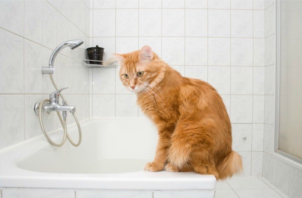 peeing in bathtub Cat