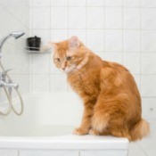 An orange cat sitting on the edge of a bathtub.