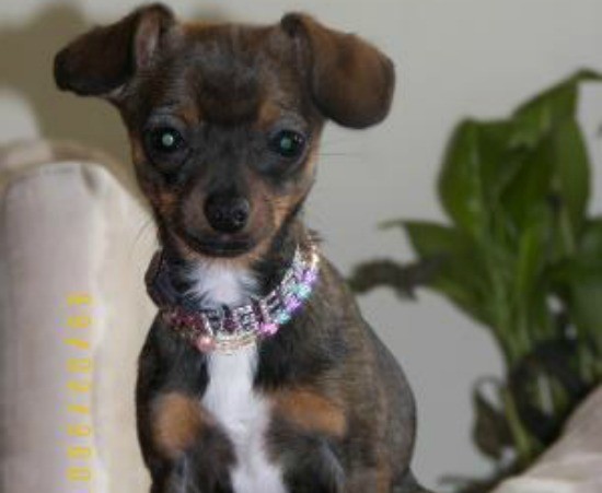 chihuahua mixed with dachshund