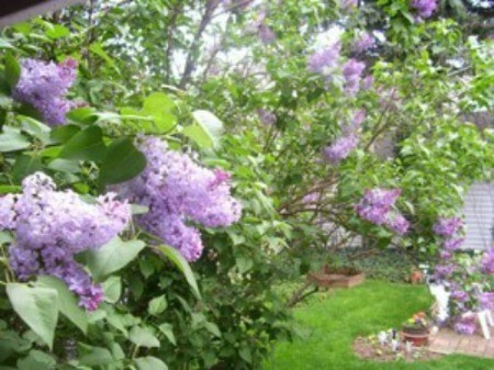 Garden: Lilac Photos