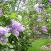 Garden: Lilac Photos