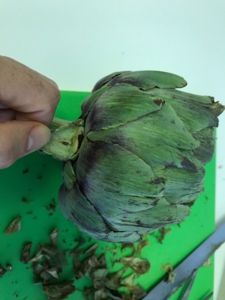 trimming bottom leaves of artichokes