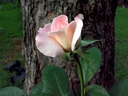 Pristine Rose At Dusk - pretty pink rose