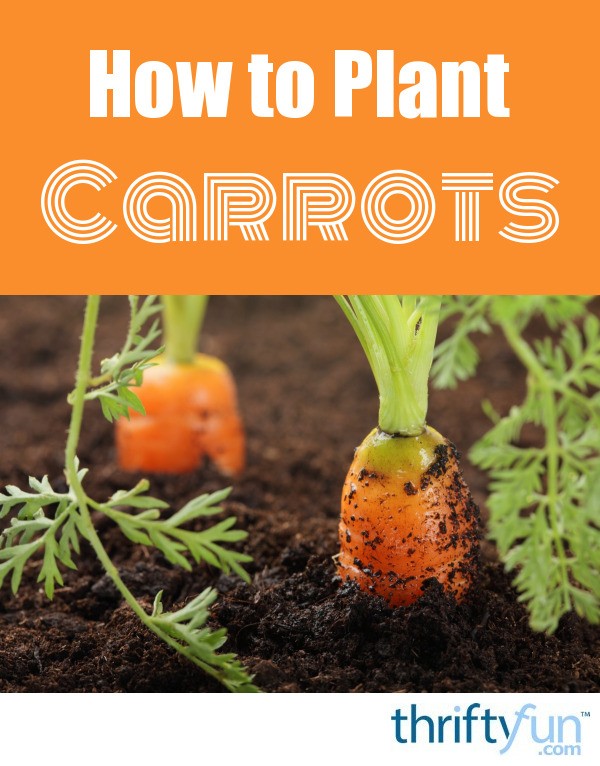 How to Plant Carrots | ThriftyFun