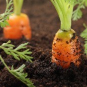 Healthy carrots growing in the ground.