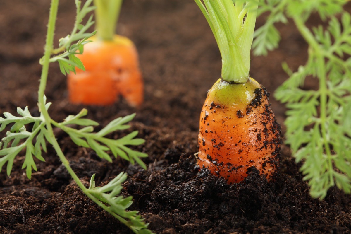 Carrots: A Perennial Crop? Discovering if Carrots Grow Back Every Year ...
