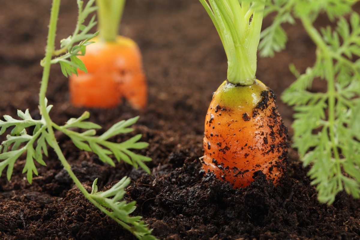 can carrots grow in hot weather