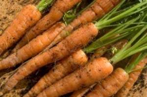 Planting Carrots