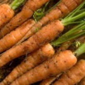 Planting Carrots