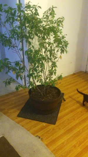 Identifying a Houseplant - tall small leaved potted plant