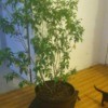 Identifying a Houseplant - tall small leaved potted plant