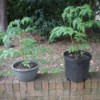 Growing Green Peppers - two potted plants on brick wall