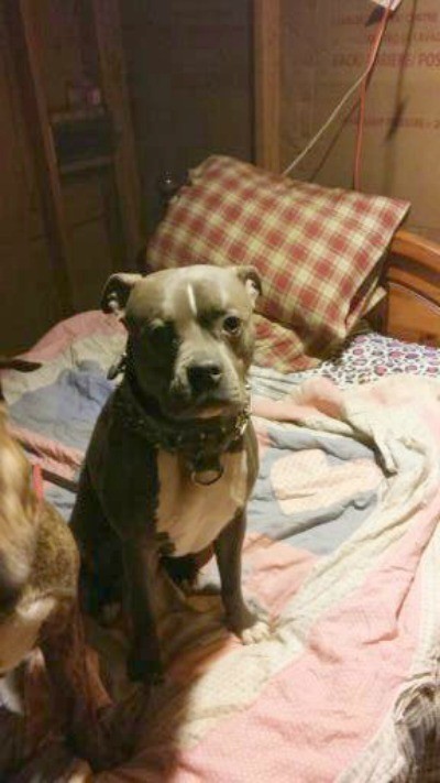 Are My Pit Bulls Full Blooded?