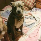 Are My Pit Bulls Full Blooded?