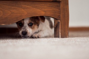 A puppy hiding under a bed.