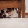 A puppy hiding under a bed.
