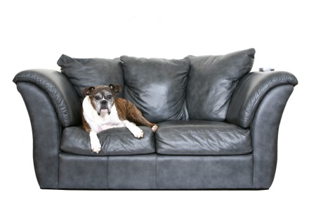 Dog Urine Stain On A Leather Couch, How To Clean Urine From Leather Couch