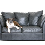 A dog laying on a leather couch.