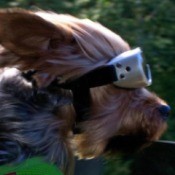 PeeWee (Yorkie) - dog wearing goggles