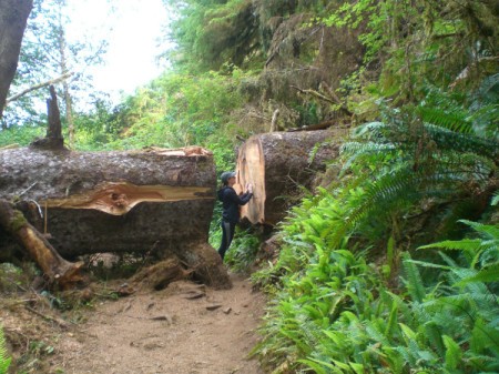 A giant log on a trail at Cape Perpetua, on the Oregon Coast.