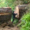 A giant log on a trail at Cape Perpetua, on the Oregon Coast.