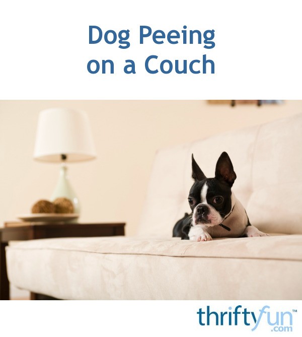 Dog Peeing on Couch ThriftyFun