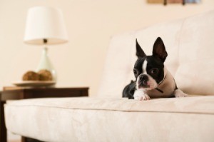 A Boston Terrier sitting on a couch.