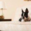 A Boston Terrier sitting on a couch.