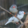 A pair of zebra finches on a branch.