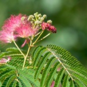 A blooming Mimosa Tree.