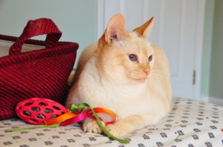 Buttercup (Flame Point Siamese Mix)