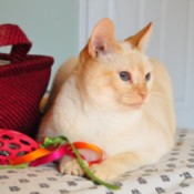 Buttercup (Flame Point Siamese Mix)