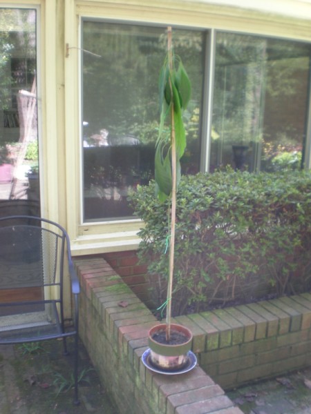 Potted Avocado Tree Wilted in the Sun